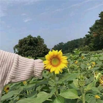 龙珠传奇九游版下载